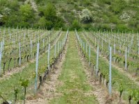 2015 Wein 174